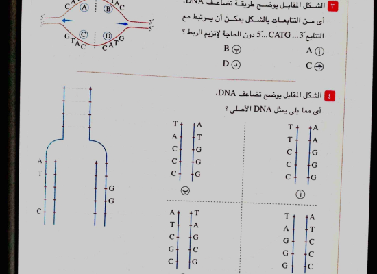 تضاعف DNA