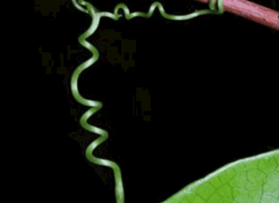 شرح