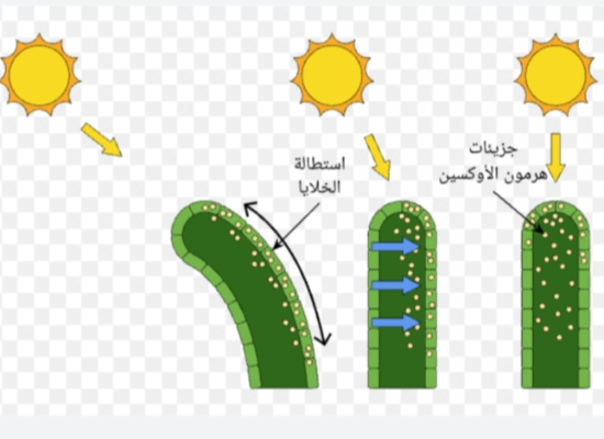 الهرمونات في النبات 