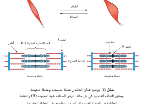 شرح