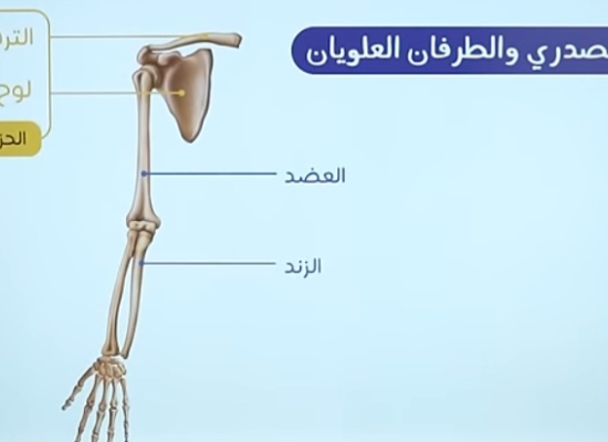 الهيكل العظمي الطرفي