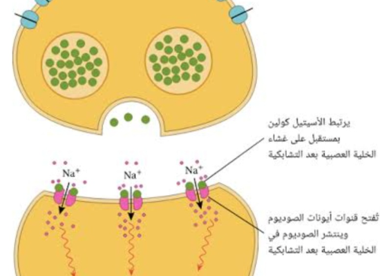 شرح
