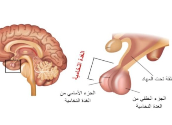 الغده النخاميه كامله