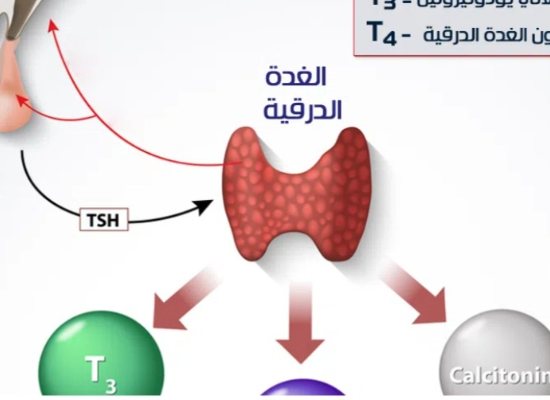 تكوين الغده الدرقيه ووظايف الثيروكسين والامراض الناتجه عن نقصه او زيادته
