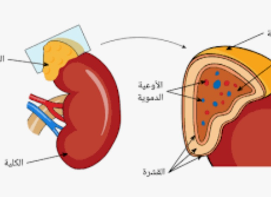 شرح هرمونات القشره وهرمونات النخاع