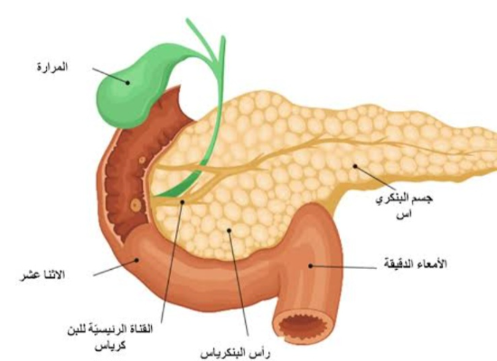 شرح كامل للبنكرياس كغده مشتركه وهرموناته المفرزة وشرح البول السكري واعراضه 