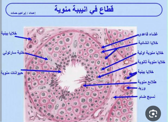 المناسل وتبسيط الهرمونات الذكريه وتبسيط الهرمونات الانثويه