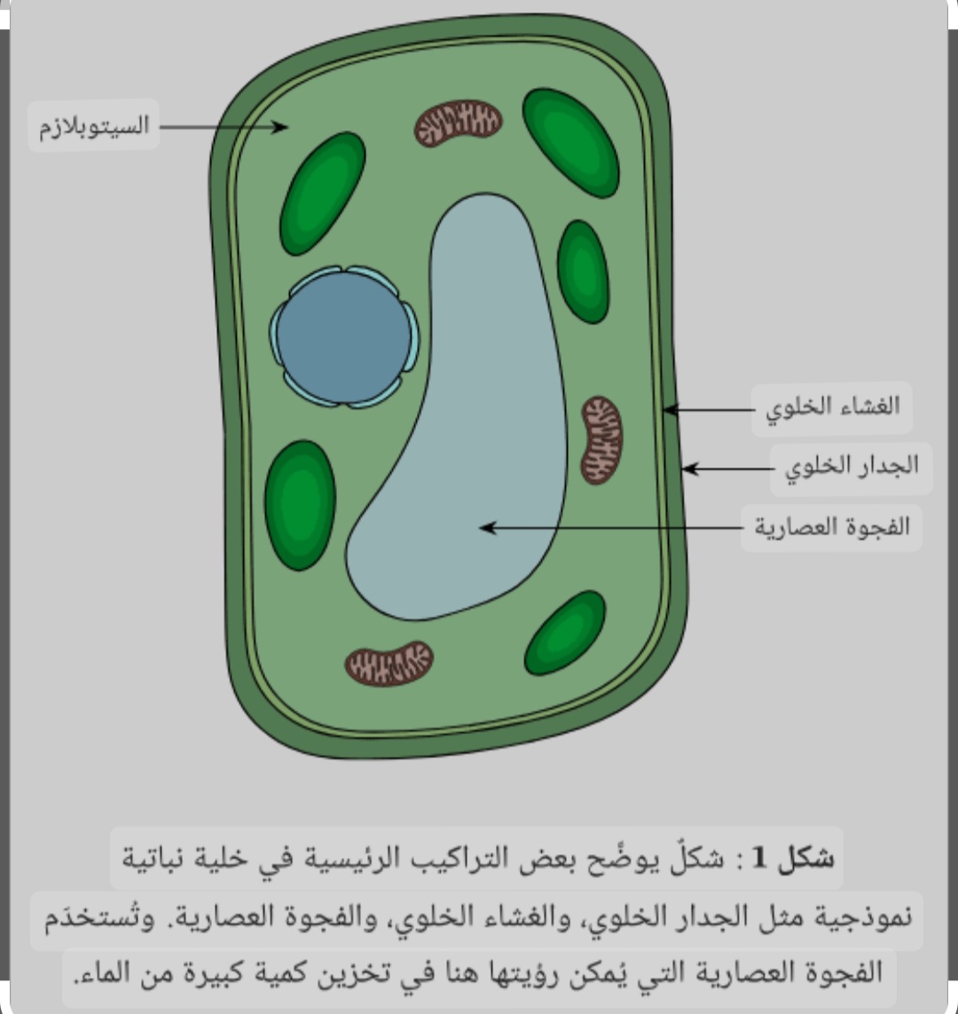 مريم يوسف أنور 