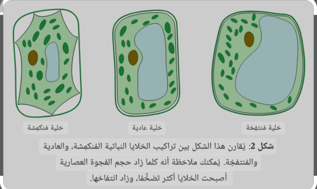 مريم يوسف أنور 