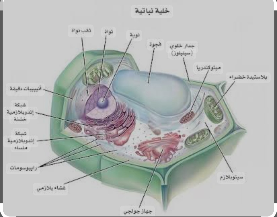 مريم يوسف أنور 