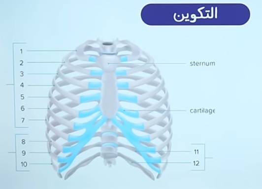 مريم يوسف أنور 