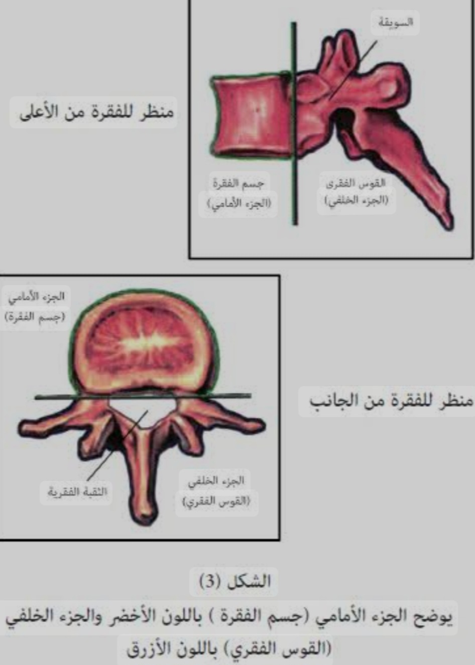 مريم يوسف أنور 