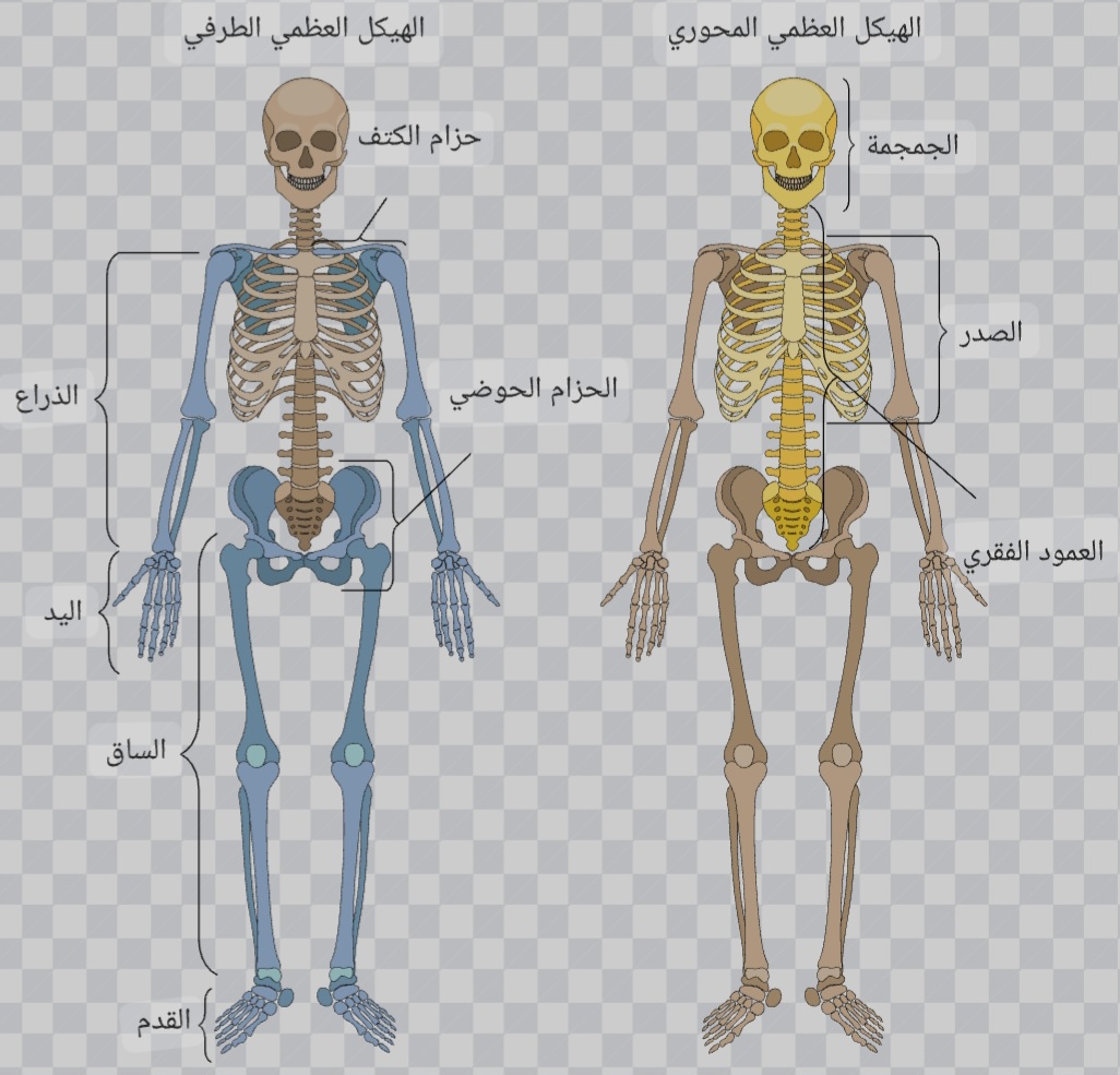 مريم يوسف أنور 